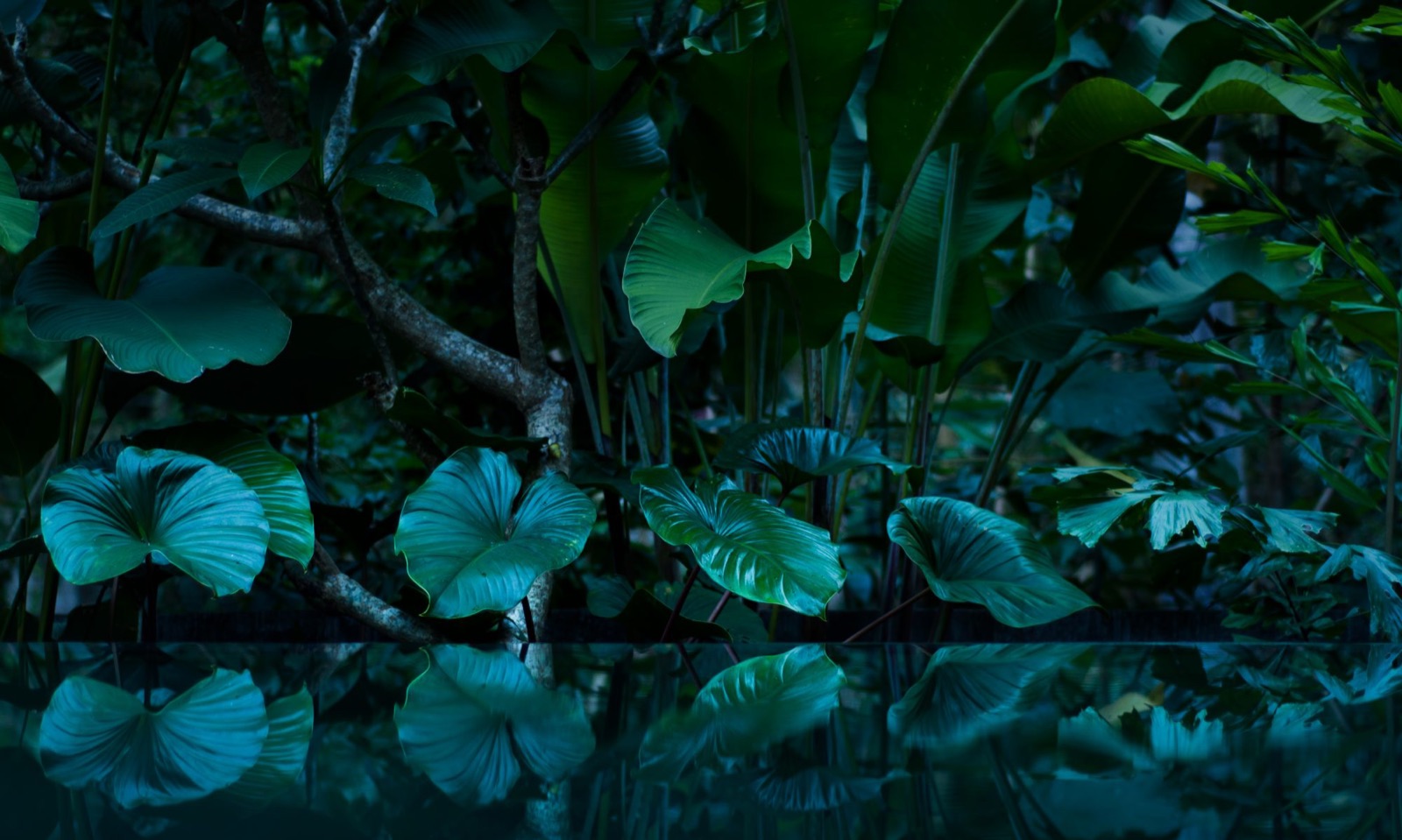 Dark green rainforest leaves over still water